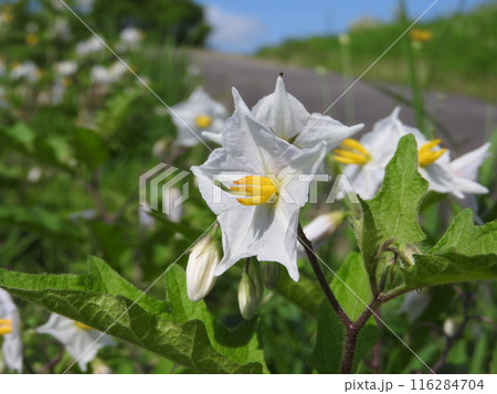 ワルナスビの花 ワルナスビの花 116284704