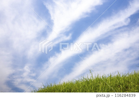 夏雲と草原 蒜山高原 夏雲と草原 蒜山高原 116284839