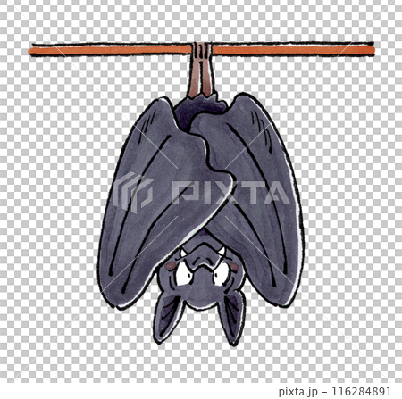 Hanging Bat Hanging Bat 116284891