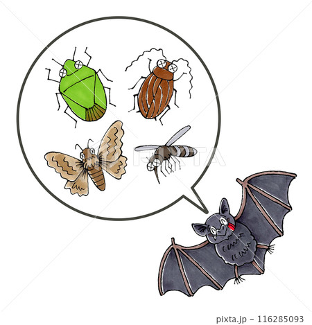 コウモリと餌(カメムシ、ゴキブリ、蛾、蚊) コウモリと餌(カメムシ、ゴキブリ、蛾、蚊) 116285093