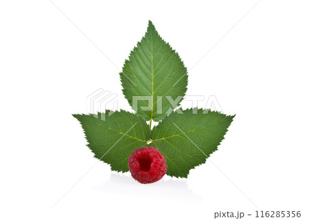 ripe raspberries with green leaf isolated on white background. 116285356