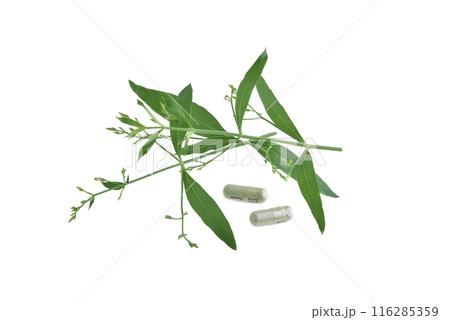 Andrographis paniculata plant on white background 116285359