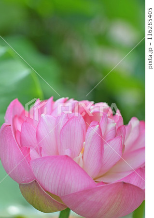 蓮の花 蓮の花 116285405