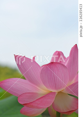 蓮の花 蓮の花 116285413