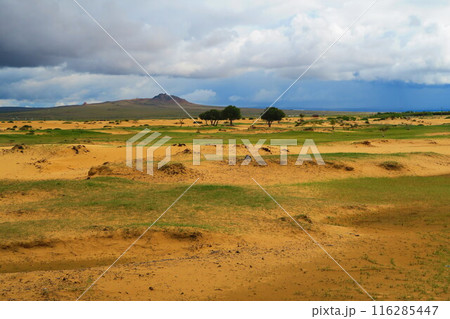モンゴルのミニゴビ、エルセンタサルカイ砂丘 モンゴルのミニゴビ、エルセンタサルカイ砂丘 116285447
