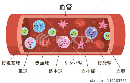 血液を構成する要素(文字あり) 血液を構成する要素(文字あり) 116285753