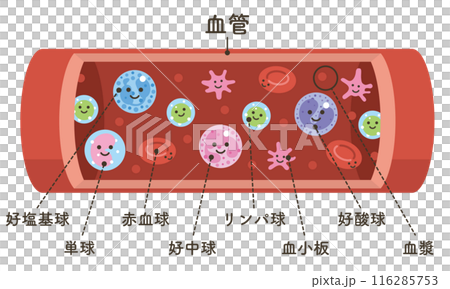 血液を構成する要素(文字あり) 血液を構成する要素(文字あり) 116285753