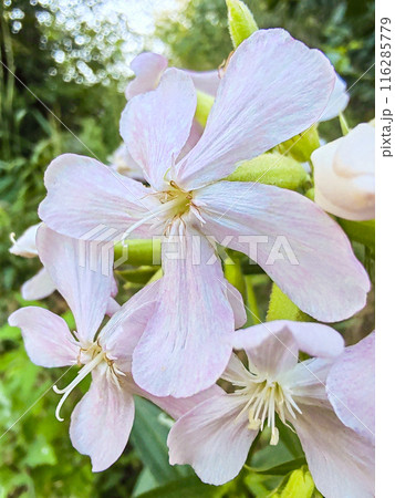 Soapwort Saponaria officinalis is a herbaceous plant of the Clove family. 116285779