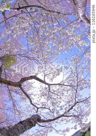 春に咲く満開の桜 116285946