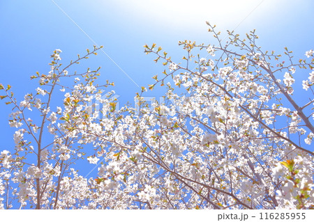 春に咲く満開の桜 春に咲く満開の桜 116285955