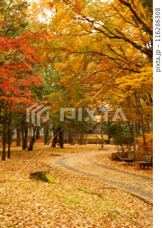 カラー 紅葉 植物 秋 公園 (2024年7月登録) カラー 紅葉 植物 秋 公園 (2024年7月登録) 116286308