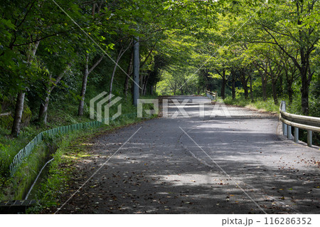 遠見山の遊歩道 116286352