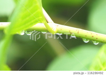 雨上がりの紫陽花の茎の水滴 116286492