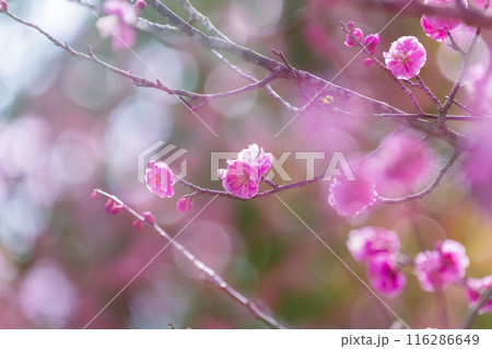 紅梅の花 紅梅の花 116286649