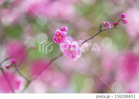 紅梅の花 116286651