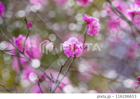 紅梅の花 紅梅の花 116286653