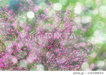 紅梅の花 紅梅の花 116286654