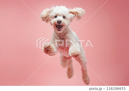 A white dog jumping in the air on a pink background A white dog jumping in the air on a pink background 116286655