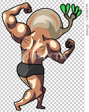 ムキムキに育ったパキポディウムグラキリス(カラー3 ムキムキに育ったパキポディウムグラキリス(カラー3 116286749