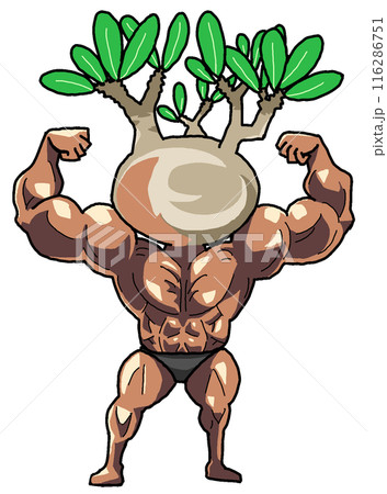 ムキムキに育ったパキポディウムグラキリス（カラー1 116286751