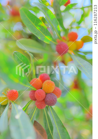 夏の味覚：新鮮なヤマモモの実のクローズアップ 116287213