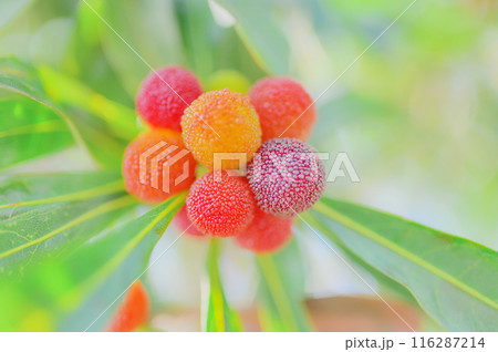 夏の味覚：新鮮なヤマモモの実のクローズアップ 116287214