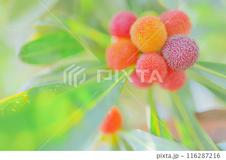 夏の味覚：新鮮なヤマモモの実のクローズアップ 116287216