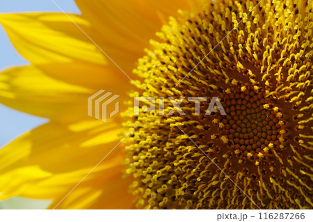 初夏の太陽光をいっぱいに満開に咲く大輪で深い黄色ヒマワリの花アップ(晴天下マクロ撮影) 初夏の太陽光をいっぱいに満開に咲く大輪で深い黄色ヒマワリの花アップ(晴天下マクロ撮影) 116287266