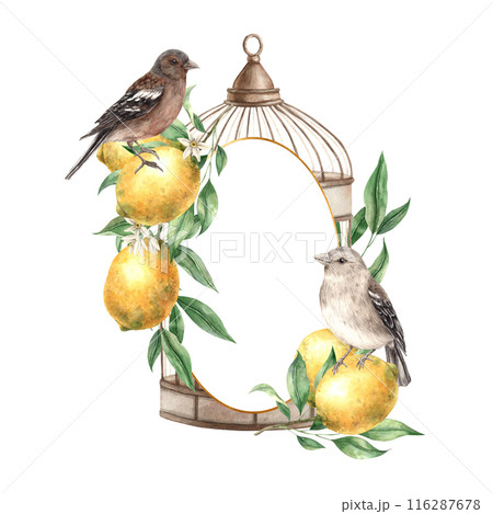 Bronze cage with yellow lemons, green leaves, branches and realistic birds. Isolated watercolor frame in vintage style. Hand drawn composition for decoration of cards, wedding design, invitations Bronze cage with yellow lemons, green leaves, branches and realistic birds. Isolated watercolor frame in vintage style. Hand drawn composition for decoration of cards, wedding design, invitations 116287678
