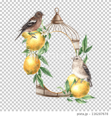 Bronze cage with yellow lemons, green leaves, branches and realistic birds. Isolated watercolor frame in vintage style. Hand drawn composition for decoration of cards, wedding design, invitations 116287678