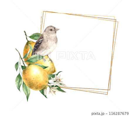 Yellow lemon with green leaves and flowers, brown realistic bird. Isolated watercolor frame in vintage style with gold. Hand drawn for cards, wedding design, invitations, packaging 116287679
