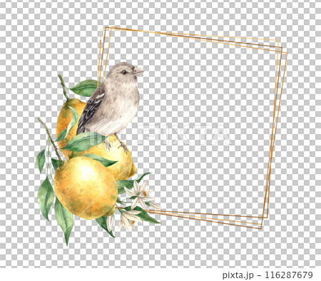 Yellow lemon with green leaves and flowers, brown realistic bird. Isolated watercolor frame in vintage style with gold. Hand drawn for cards, wedding design, invitations, packaging 116287679