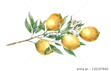 Branch with yellow lemons, green leaves and white delicate flowers. Isolated watercolor illustration in realistic style. Handmade composition for decorating cards, wedding design, invitations, textile 116287680