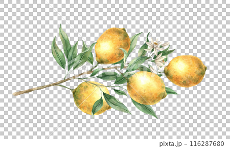 Branch with yellow lemons, green leaves and white delicate flowers. Isolated watercolor illustration in realistic style. Handmade composition for decorating cards, wedding design, invitations, textile 116287680