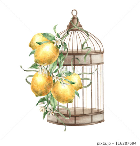Metal bird cage with a branch of yellow lemons and greenery, thin satin ribbons. Isolated watercolor illustration in vintage style. Composition drawn for interior, cards, wedding design, invitations. 116287694