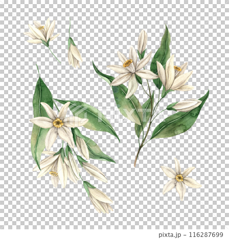 Set of delicate lemon flowers with green leaves. Botanical floral isolated watercolor set in realistic style. The composition is drawn for interior, cards, wedding design, invitations, textiles Set of delicate lemon flowers with green leaves. Botanical floral isolated watercolor set in realistic style. The composition is drawn for interior, cards, wedding design, invitations, textiles 116287699