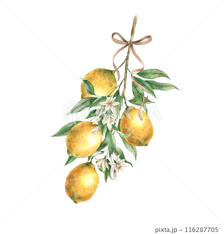 Branch with yellow lemons, green leaves, white flowers and silk ribbons. Isolated watercolor illustration in vintage style. Handmade composition for decorating cards, wedding design, invitations 116287705