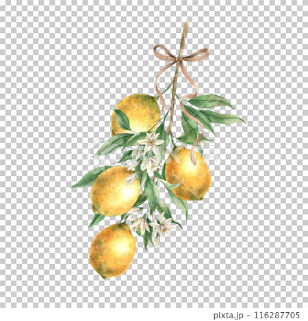 Branch with yellow lemons, green leaves, white flowers and silk ribbons. Isolated watercolor illustration in vintage style. Handmade composition for decorating cards, wedding design, invitations 116287705