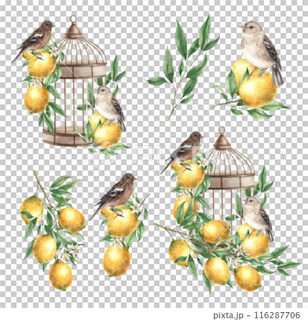 Set with compositions of lemons, leaves, birds and a copper vintage cage. Isolated watercolor illustration in vintage style. Composition for interior, cards, wedding design, invitations, textiles. 116287706