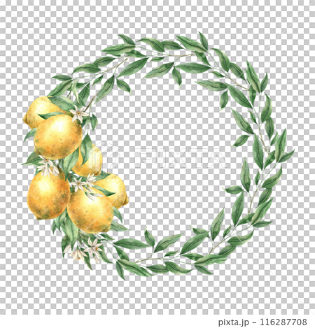 Botanical floral wreath with a branch of yellow lemons. Isolated watercolor illustration in realistic style. Hand drawn illustration for interior, cards, wedding design, invitations, textiles 116287708
