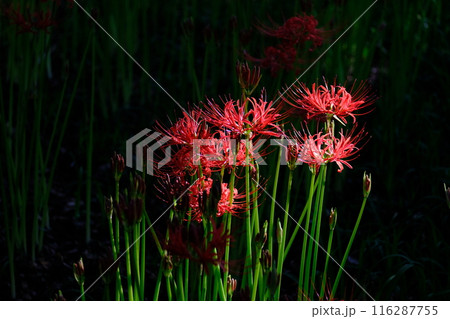 光さす彼岸花 116287755