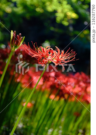 陽に向かう彼岸花 116287760