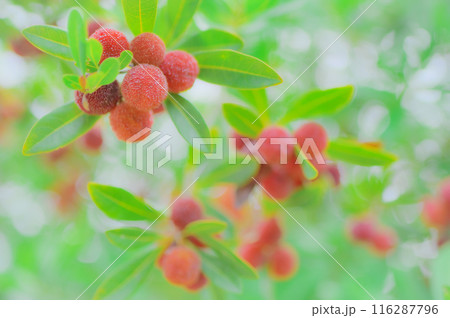 緑の中で輝く赤いヤマモモの実 116287796