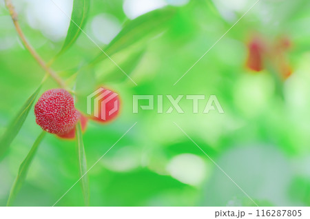 緑の中で輝く赤いヤマモモの実 116287805