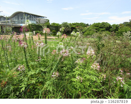 酔蝶花と呼ばれるクレオメの桃色と白色の花 116287819