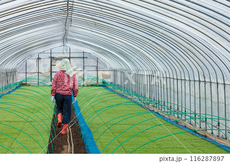 農作業の女性 農作業の女性 116287897