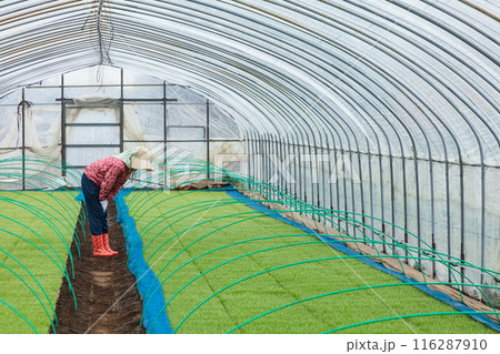 農作業の女性 農作業の女性 116287910
