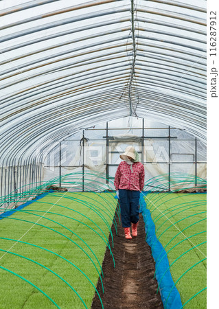 農作業の女性 116287912