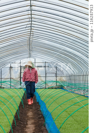 農作業の女性 116287913