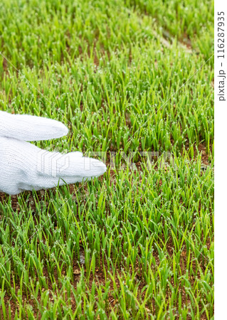 農作業の女性 116287935